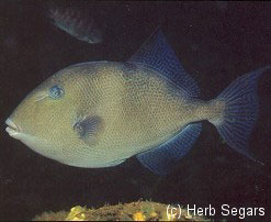Grey triggerfish